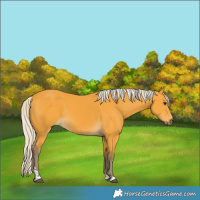 Horse Color:Silver Buckskin 