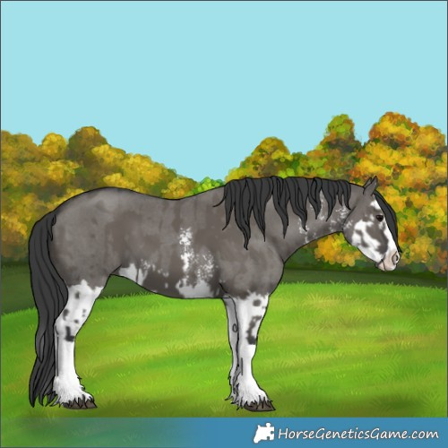 Horse Color:Grullo Sabino Splash  and Grullo Sabino Splash 