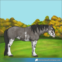 Horse Color:Grullo Sabino Splash  and Grullo Sabino Splash 