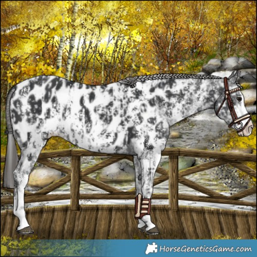 Horse Color:Black Sabino Splash Appaloosa and Black Sabino Splash Appaloosa Rabicano
