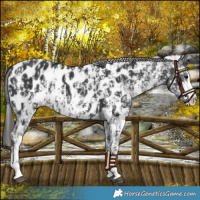 Horse Color:Black Sabino Splash Appaloosa and Black Sabino Splash Appaloosa Rabicano