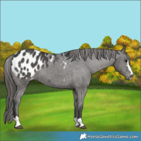 Horse Color:Black Appaloosa 