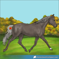 Horse Color:Unknown 