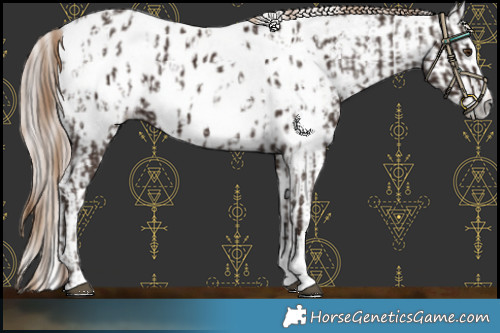 Horse Color:Liver Chestnut Sabino Splash Appaloosa  and Gray Liver Chestnut Sabino Splash Appaloosa 