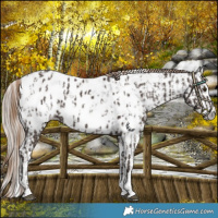 Horse Color:Liver Chestnut Sabino Splash Appaloosa  and Gray Liver Chestnut Sabino Splash Appaloosa 