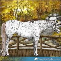 Horse Color:Liver Chestnut Sabino Splash Appaloosa  and Gray Liver Chestnut Sabino Splash Appaloosa
