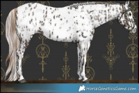Horse Color:Liver Chestnut Sabino Splash Near Leopard  and Gray Liver Chestnut Sabino Splash Near Leopard 