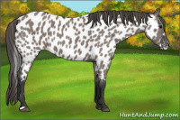 Horse Color:Grullo Appaloosa