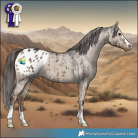 Horse Color:Liver Red Dun Appaloosa Brindle 