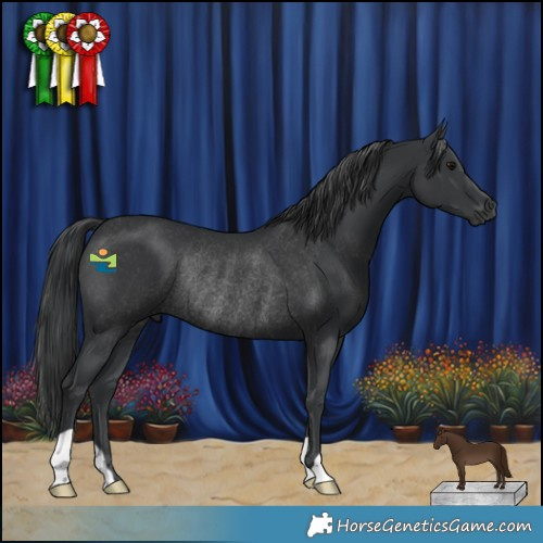 Horse Color:Black Rabicano 