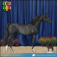 Horse Color:Black Rabicano 