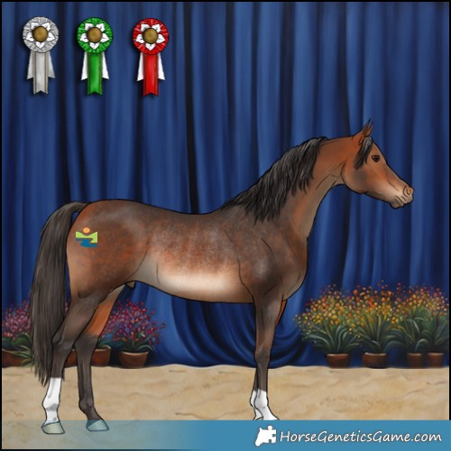 Horse Color:Bay Rabicano 