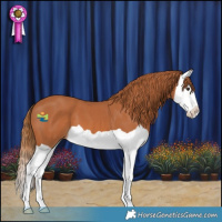 Horse Color:Chestnut Splash 