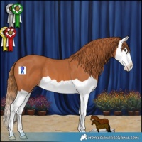 Horse Color:Chestnut Splash 