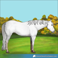 Horse Color:Gray White Spotted Liver Chestnut 