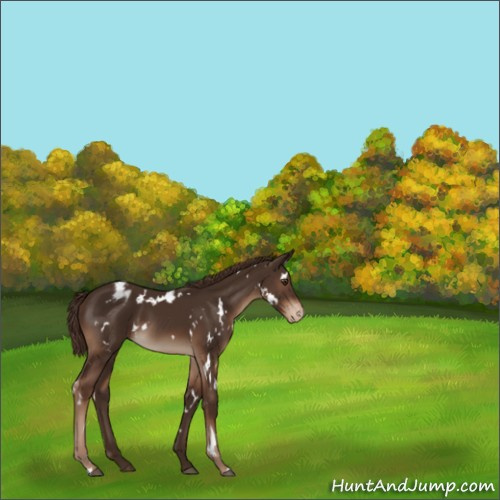Horse Color:White Spotted Liver Chestnut Appaloosa 