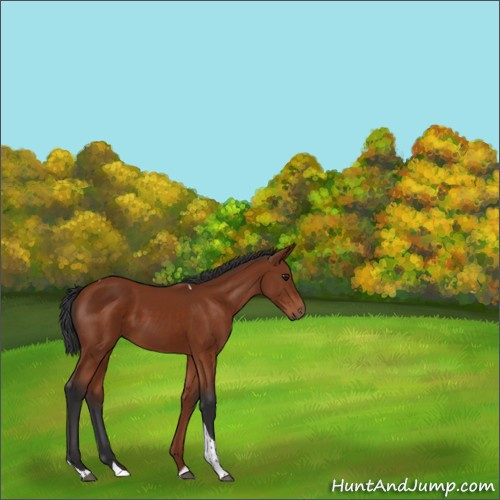 Horse Color:Brown Tobiano 