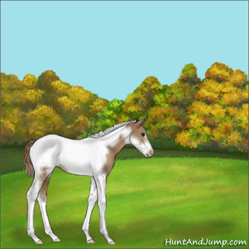 Horse Color:Chestnut Tobiano Frame 