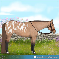 Horse Color:Bay Dun Appaloosa Brindle 