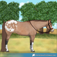 Horse Color:Bay Dun Appaloosa Brindle 