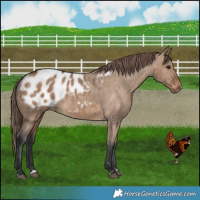Horse Color:Brown Dun Appaloosa Brindle 