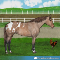 Horse Color:Brown Dun Blanket Brindle 