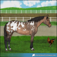 Horse Color:Brown Dun Appaloosa Brindle 