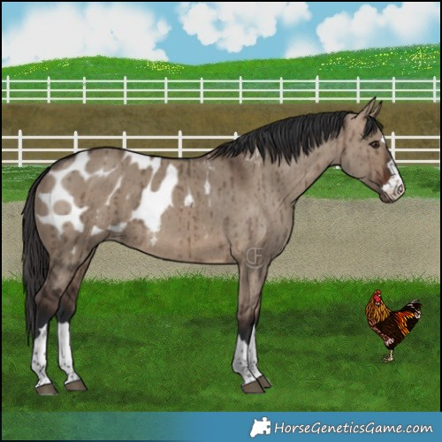 Horse Color:Brown Dun Appaloosa Brindle 