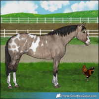 Horse Color:Brown Dun Appaloosa Brindle 