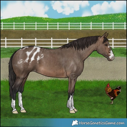 Horse Color:Brown Dun Appaloosa Brindle 