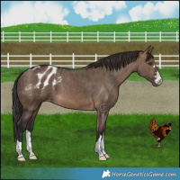 Horse Color:Brown Dun Appaloosa Brindle