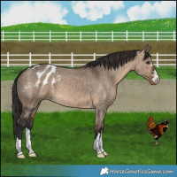 Horse Color:Brown Dun Appaloosa Brindle 