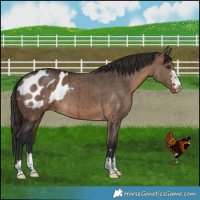 Horse Color:Brown Dun Appaloosa Brindle 