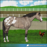 Horse Color:Brown Dun Blanket Brindle 