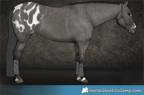 Horse Color:Grullo Appaloosa Brindle 