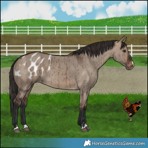 Horse Color:Brown Dun Appaloosa Brindle 