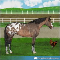 Horse Color:Brown Dun Appaloosa Brindle 