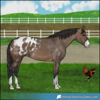 Horse Color:Brown Dun Blanket Brindle 