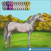 Horse Color:Brown Tobiano Appaloosa 