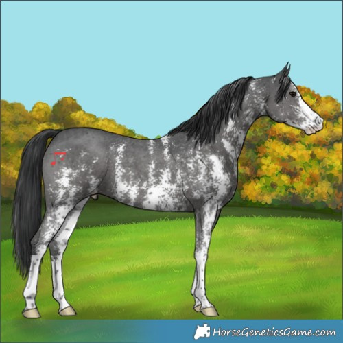 Horse Color:Black Sabino 