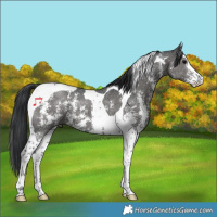Horse Color:Black Sabino Tobiano