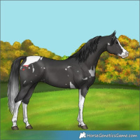 Horse Color:White Spotted Black Splash Tobiano 