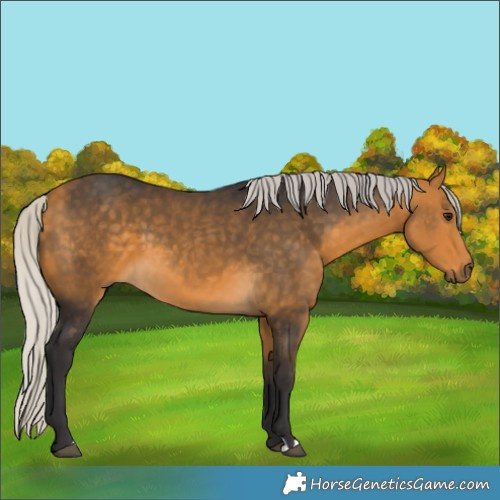Horse Color:Silver Buckskin 