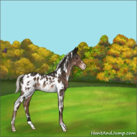 Horse Color:White Spotted Liver Chestnut Mushroom Near Leopard 