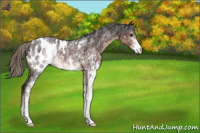 Horse Color:White Spotted Liver Chestnut Mushroom Appaloosa 