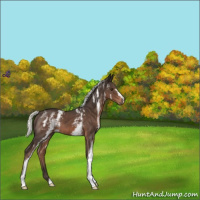 Horse Color:White Spotted Liver Chestnut Mushroom 