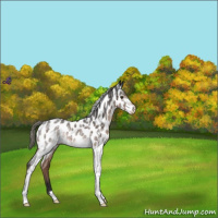 Horse Color:White Spotted Liver Chestnut Mushroom Appaloosa 