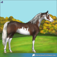 Horse Color:White Spotted Liver Chestnut Mushroom 
