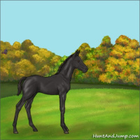 Horse Color:Liver Chestnut Rabicano 