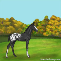 Horse Color:White Spotted Black Appaloosa
